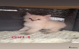Ragdoll cats for sale: *STUNNING* litter of full ragdoll kittens  - Image 10