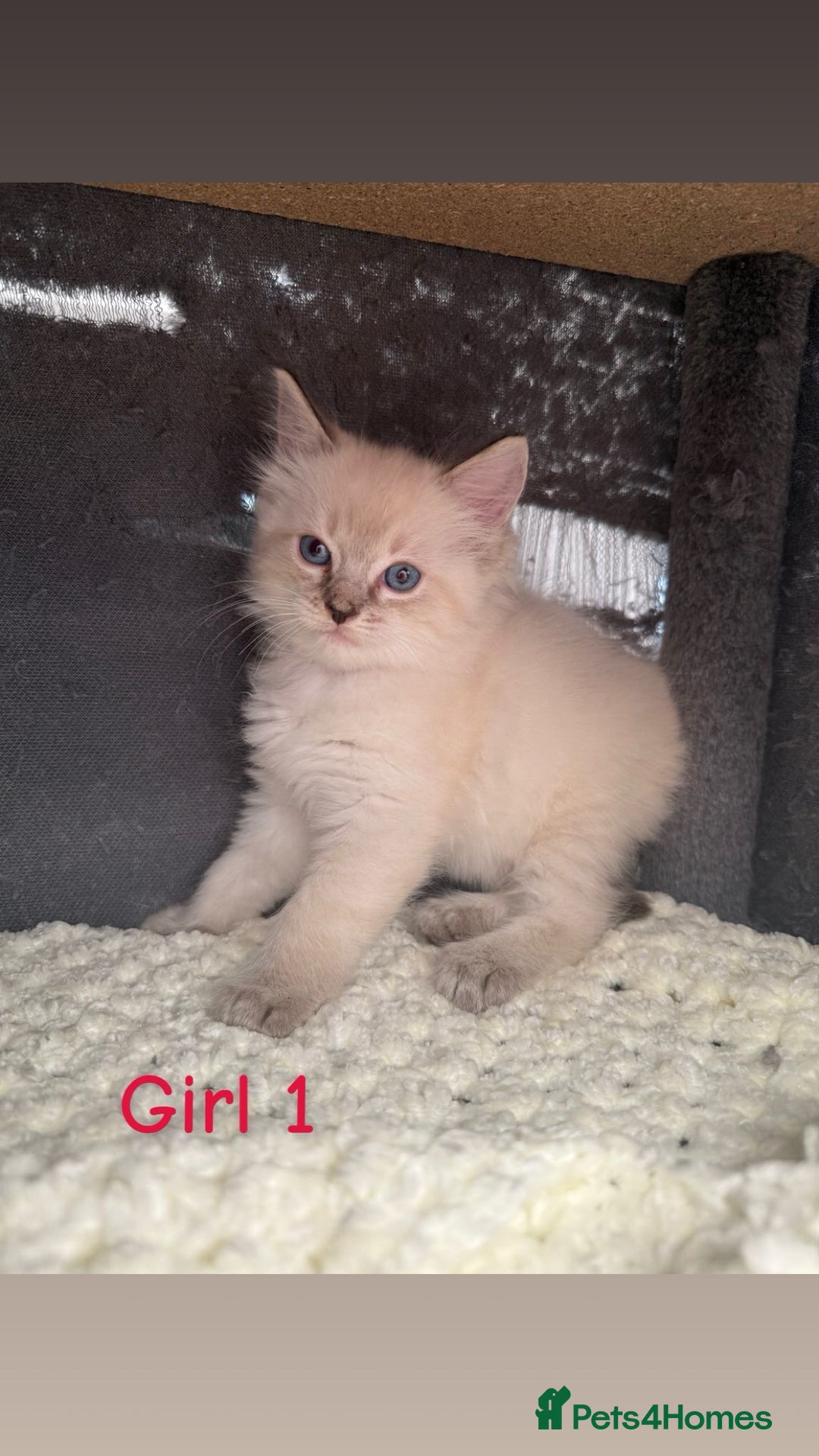 Ragdoll cats for sale: *STUNNING* litter of full ragdoll kittens  - Image 10