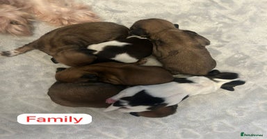 Shih Tzu dogs - Advert 3
