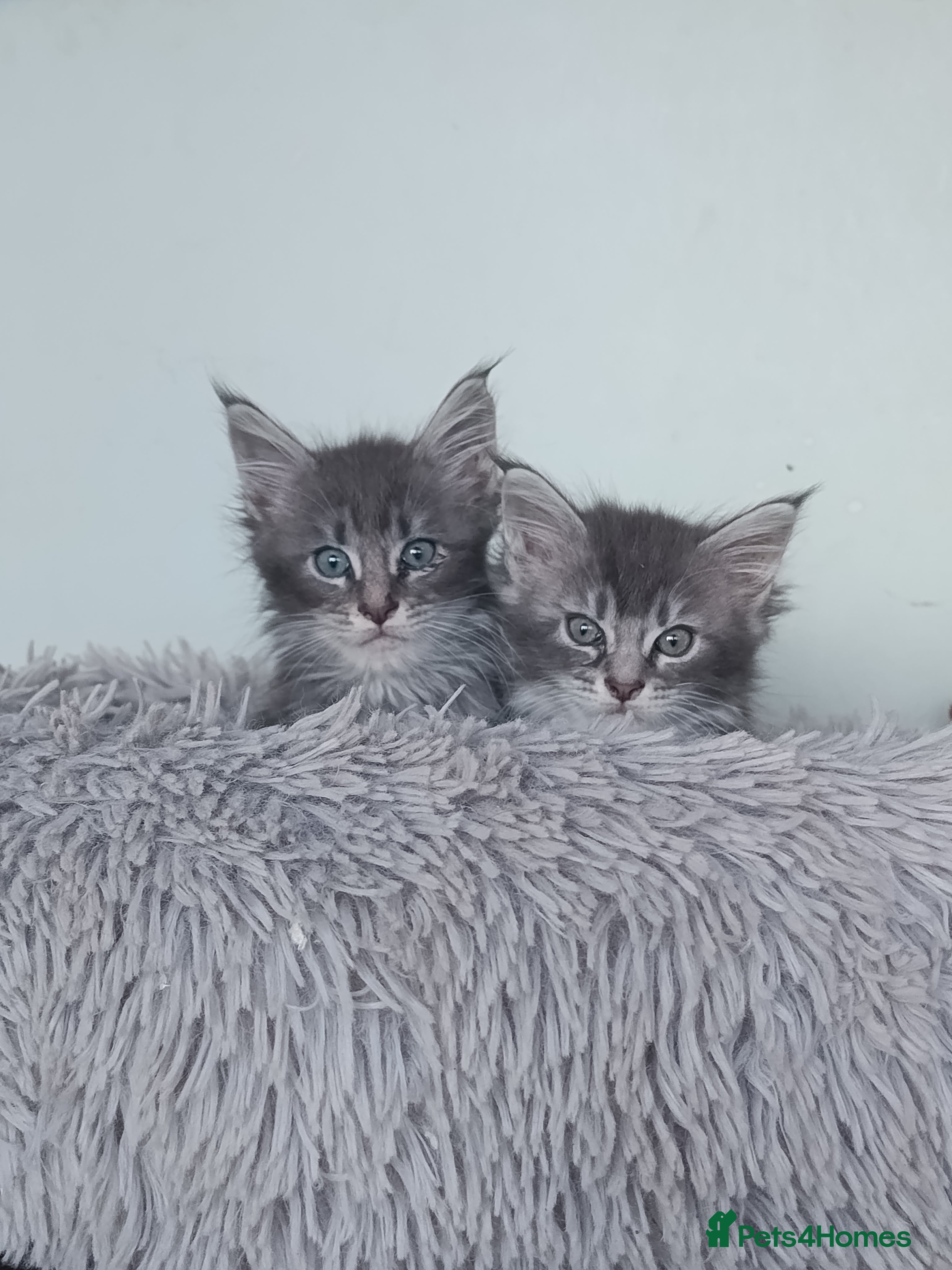 Maine Coon cats Tica Reg and fully health tested - Advert 16