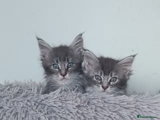 Maine Coon cats Tica Reg and fully health tested - Advert 16