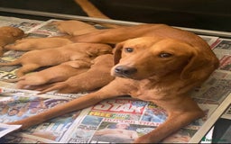 Labrador Retriever dogs for sale: ⭐️ ⭐️⭐️⭐️⭐️  FOX RED KC VET CHECKED, FIRST VAC - Image 2