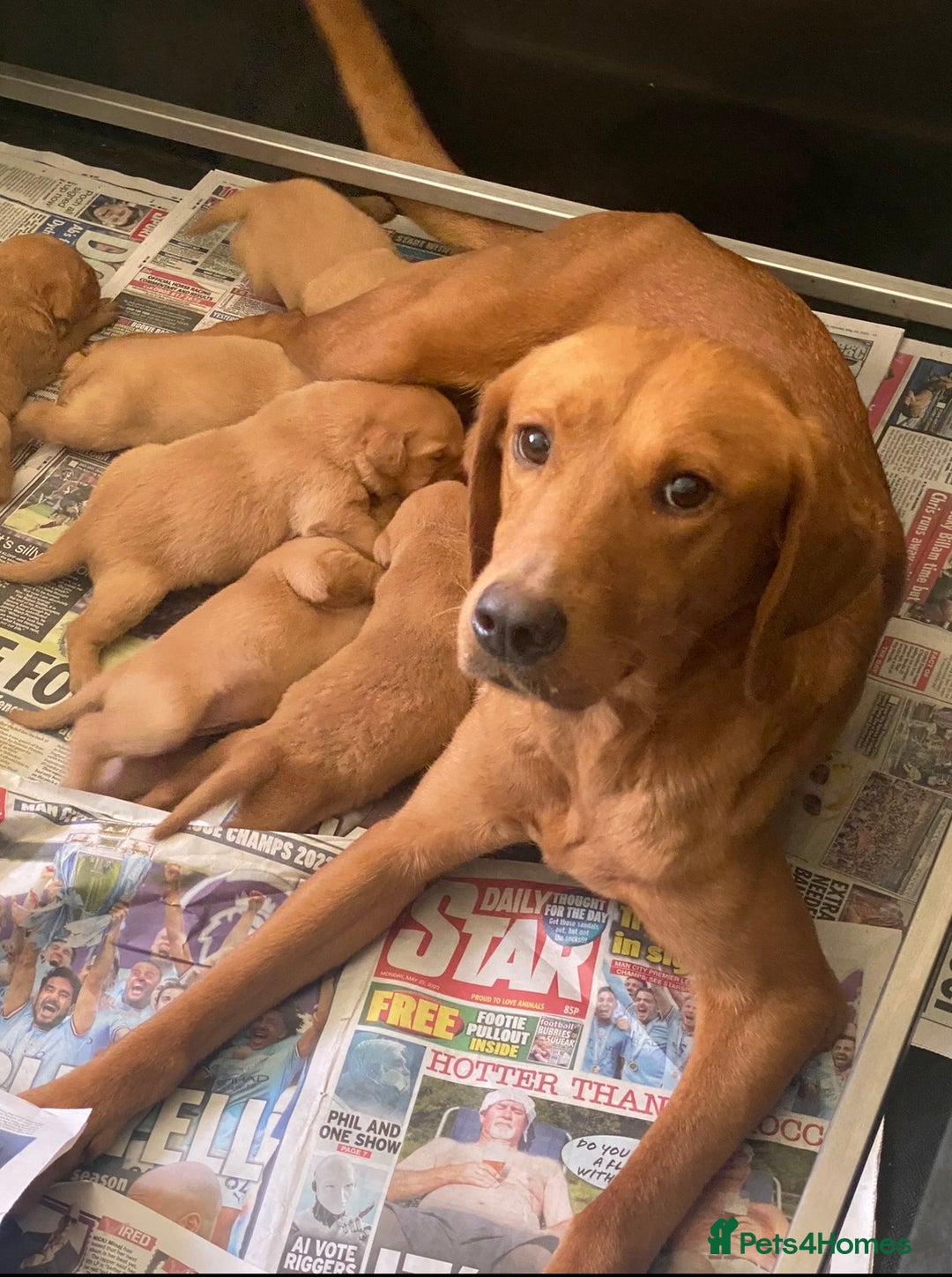 Labrador Retriever dogs for sale: ⭐️ ⭐️⭐️⭐️⭐️  FOX RED KC VET CHECKED, FIRST VAC - Image 2