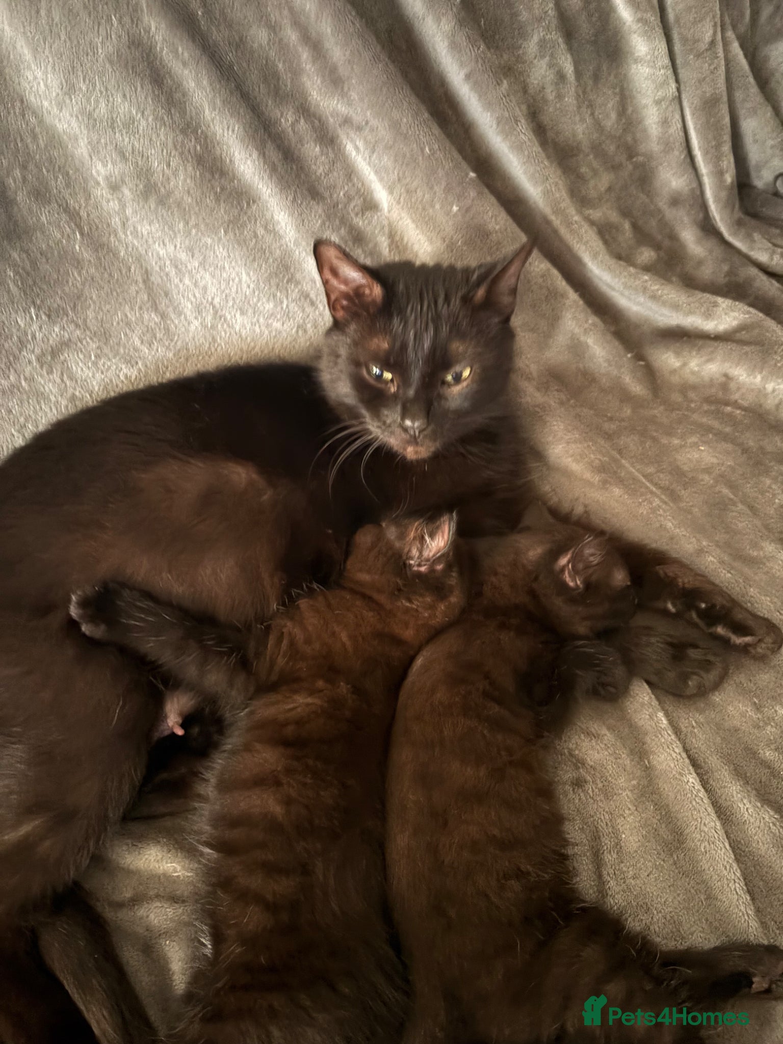British Shorthair cats Two little lovely female kittens  - Advert 2