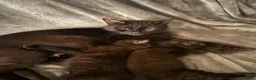 British Shorthair cats for sale: Two little lovely female kittens  - Advert 1