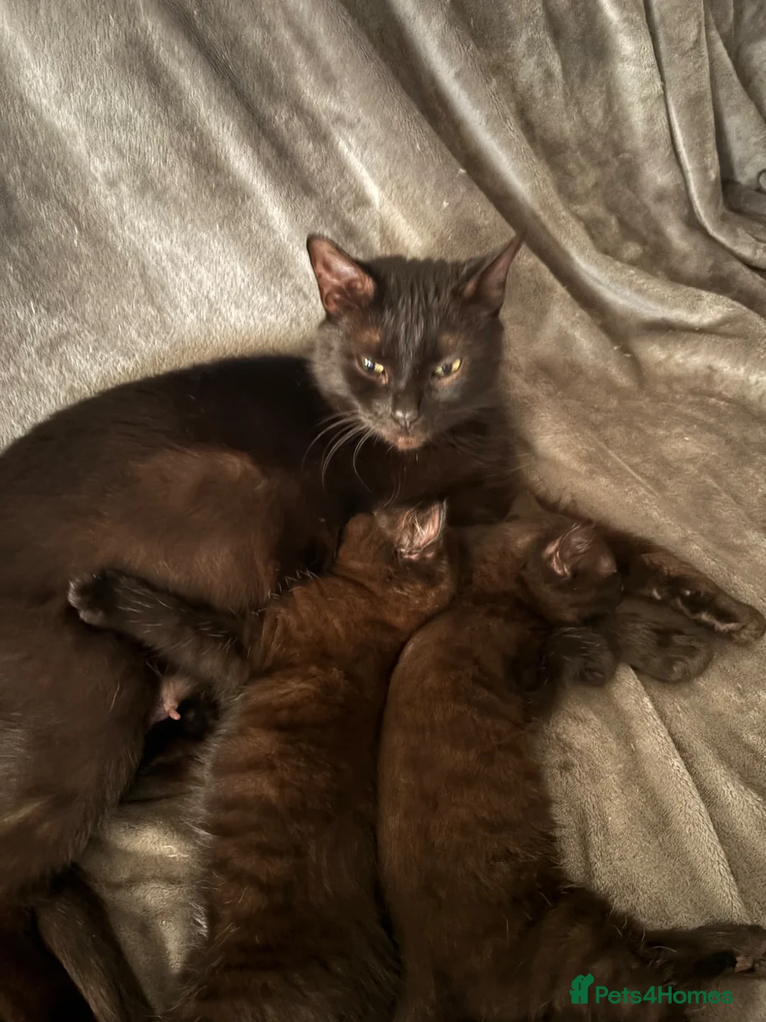 British Shorthair cats for sale: Two little lovely female kittens  - Advert 1