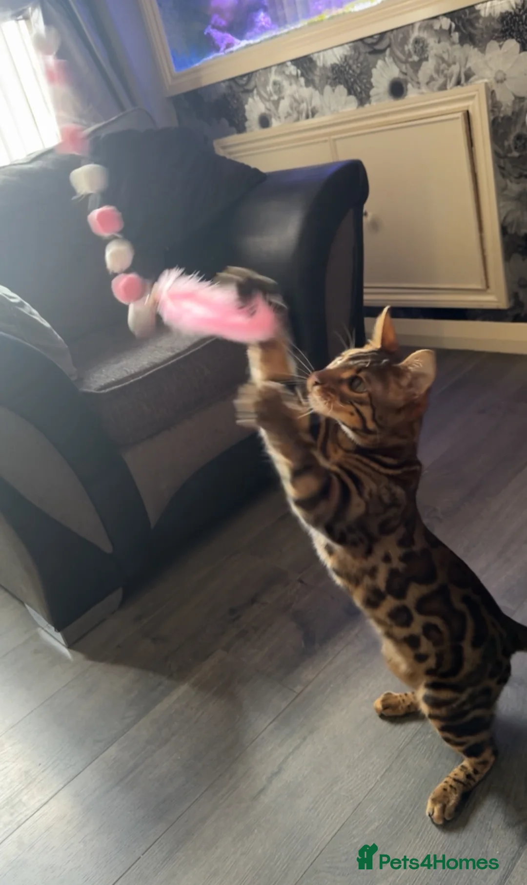 Bengal cats for sale: Bengal Male  - Advert 2