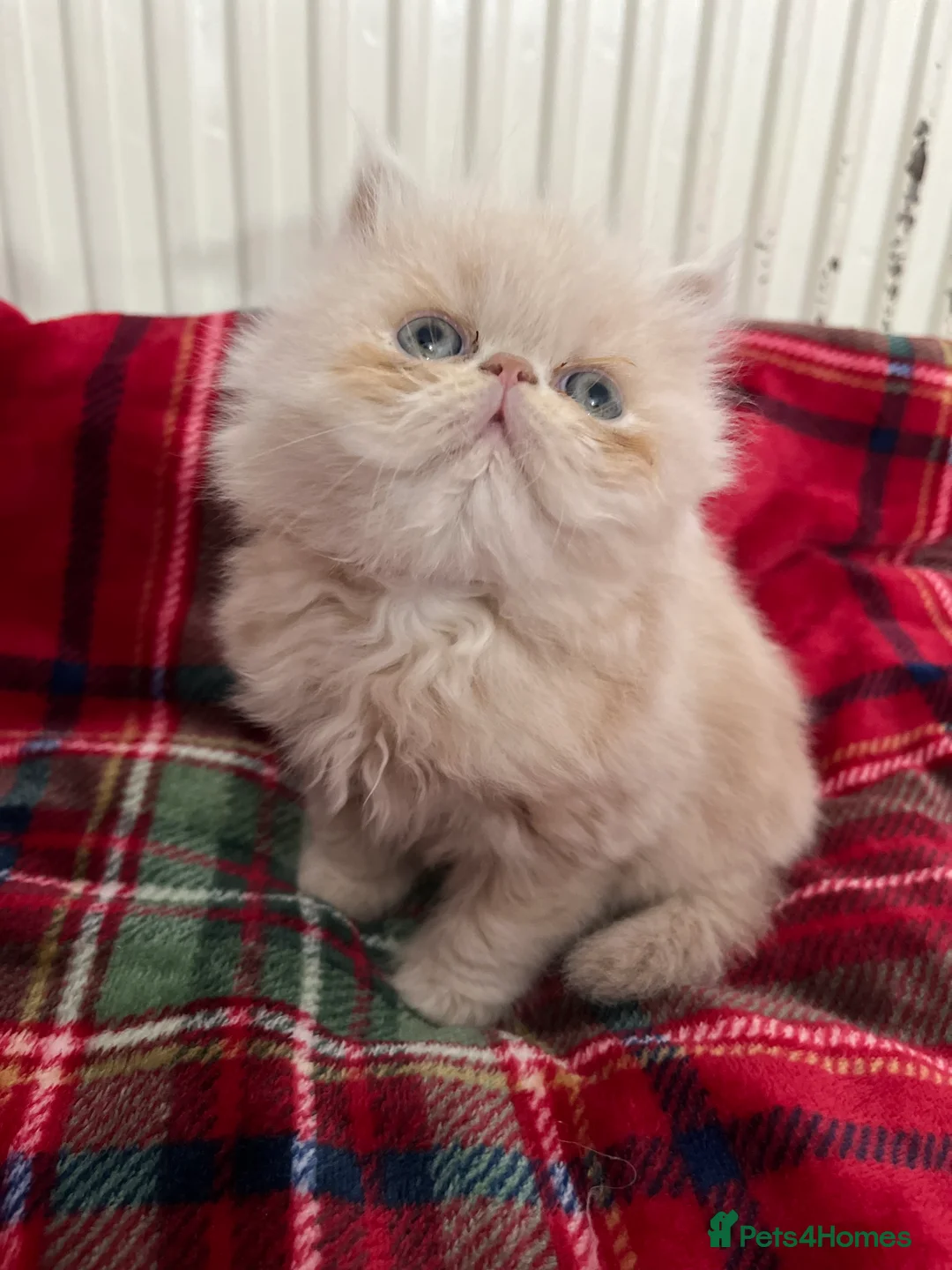 Persian cats for sale: Pedigree Persian Kittens for Sale - Advert 9