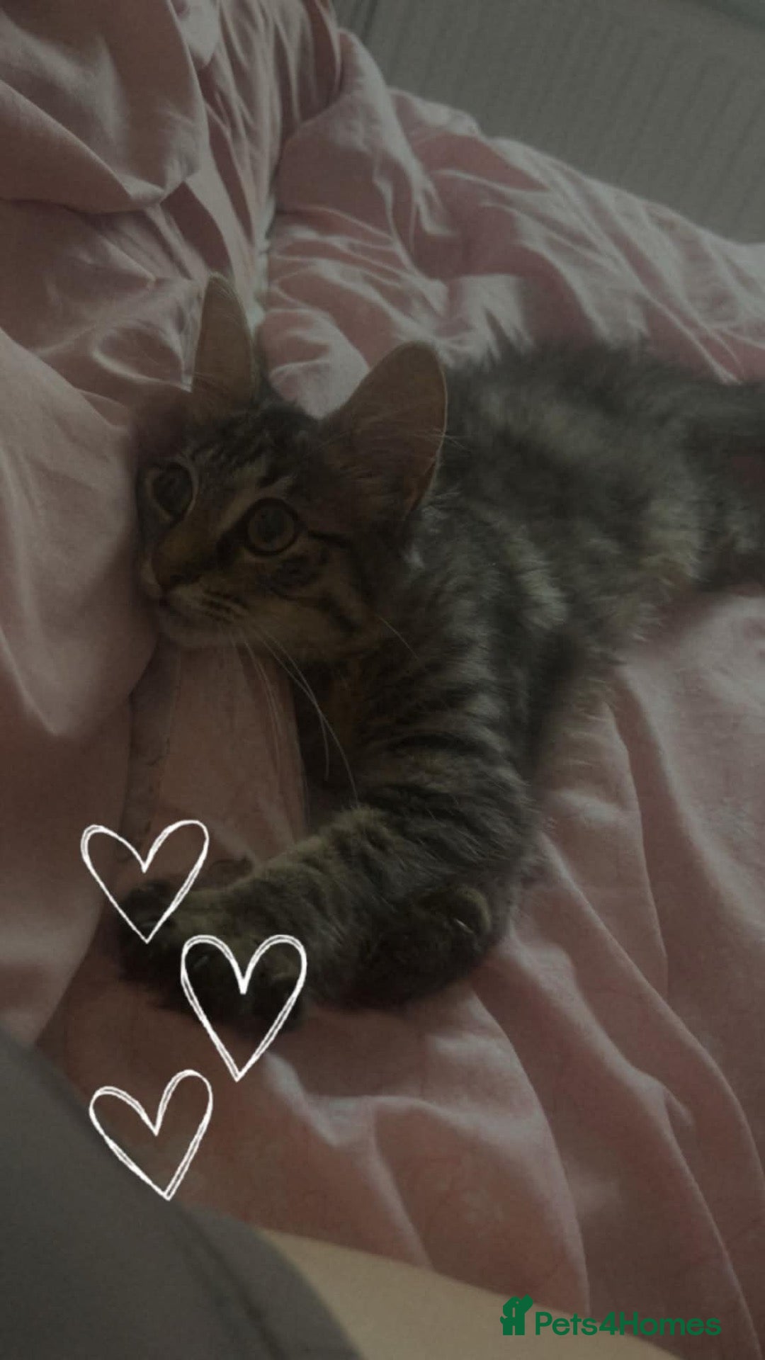 Persian cats 1 female left!Long haired Persian x kitten - Advert 10