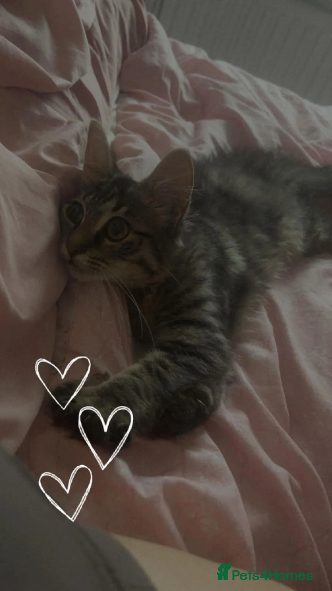Persian cats for sale: 1 female left!Long haired Persian x kitten - Advert 1