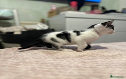 Domestic Shorthair cats for sale: Adorable Black & White Domestic Shorthair Kittens - Image 7