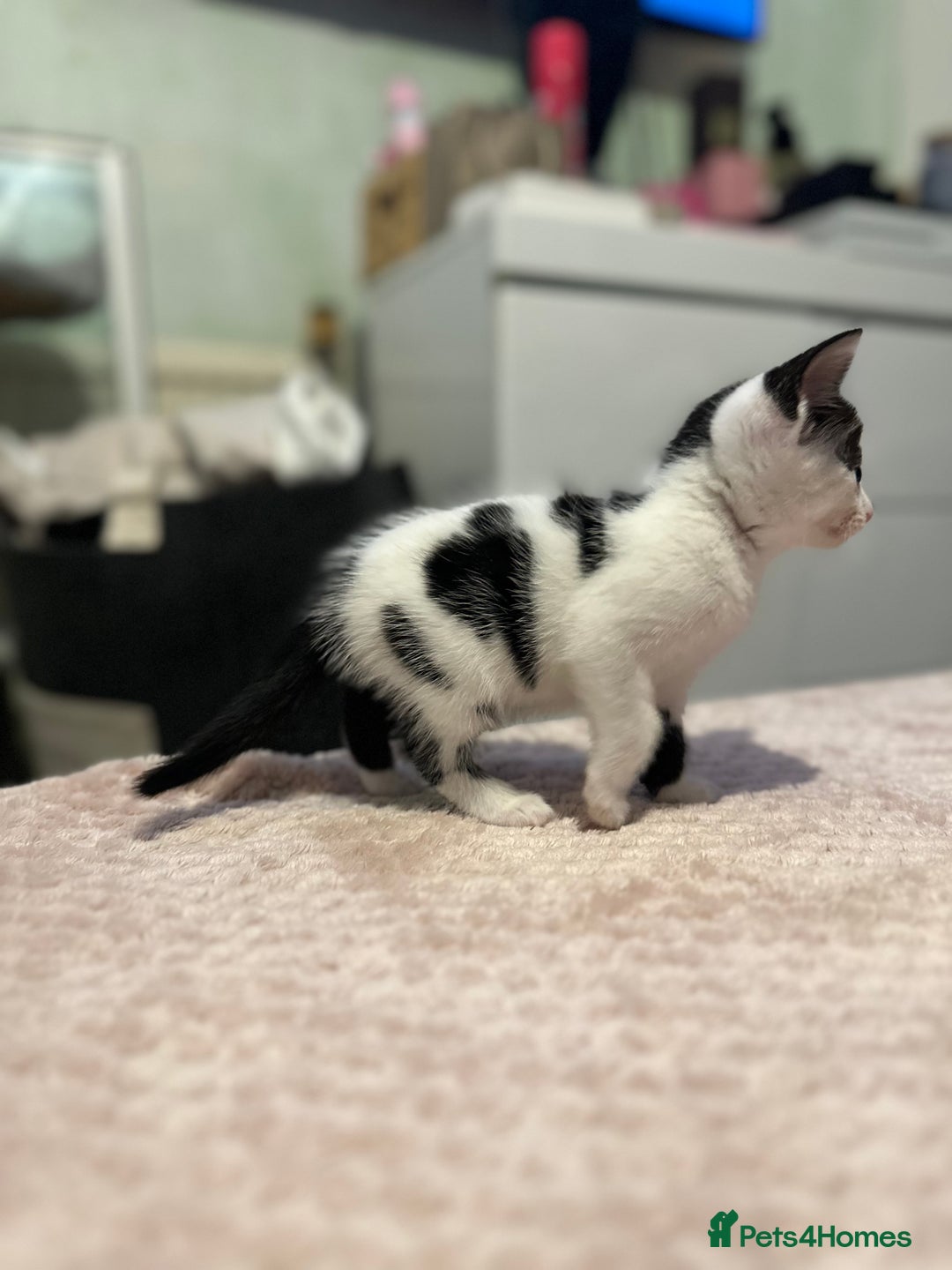 Domestic Shorthair cats for sale: Adorable Black & White Domestic Shorthair Kittens - Image 7