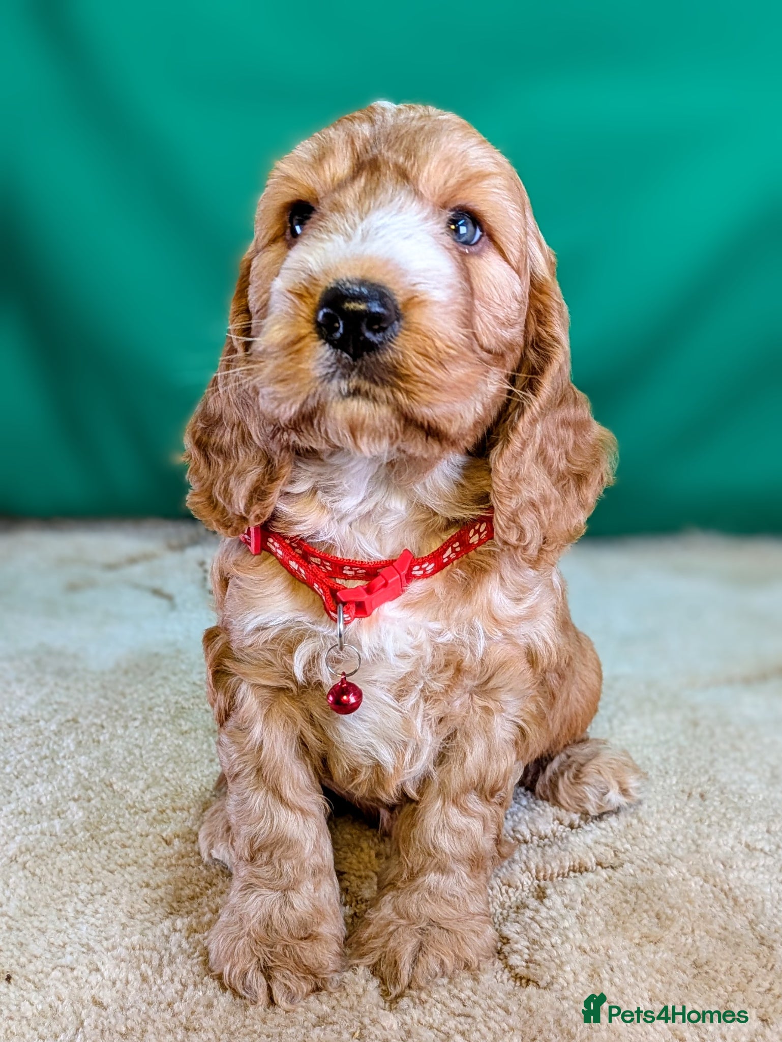 Cockapoo dogs Your Next Furry Family Member Awaits!  - Advert 2