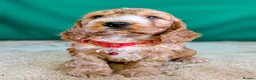 Cockapoo dogs for sale: Your Next Furry Family Member Awaits!  - Advert 5