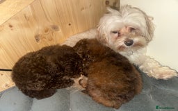 Maltipoo dogs for sale: Chocolate Maltipoos for sale - Image 1