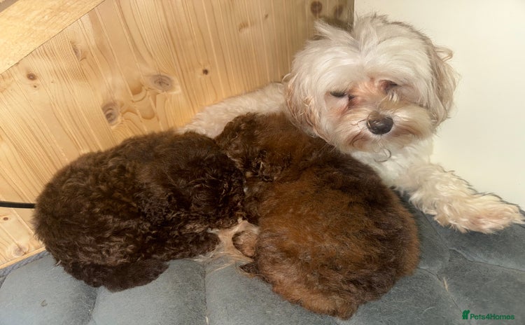 Maltipoo dogs - Advert 1