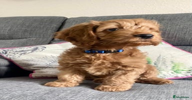 Cockapoo dogs - Advert 2