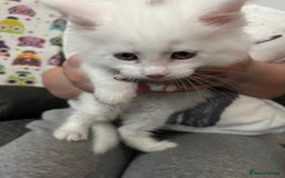 Maine Coon cats for sale: Kittens  - Image 7