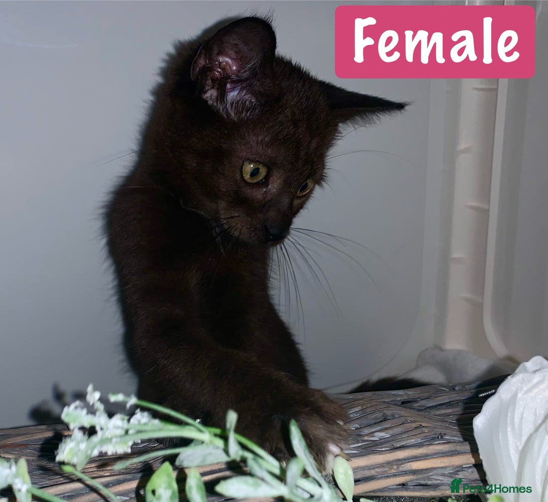 Mixed Breed cats for sale: Beautiful kittens Ready now Open to offers  in Chester - Image 19