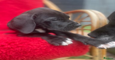 Great Dane dogs - Advert 8