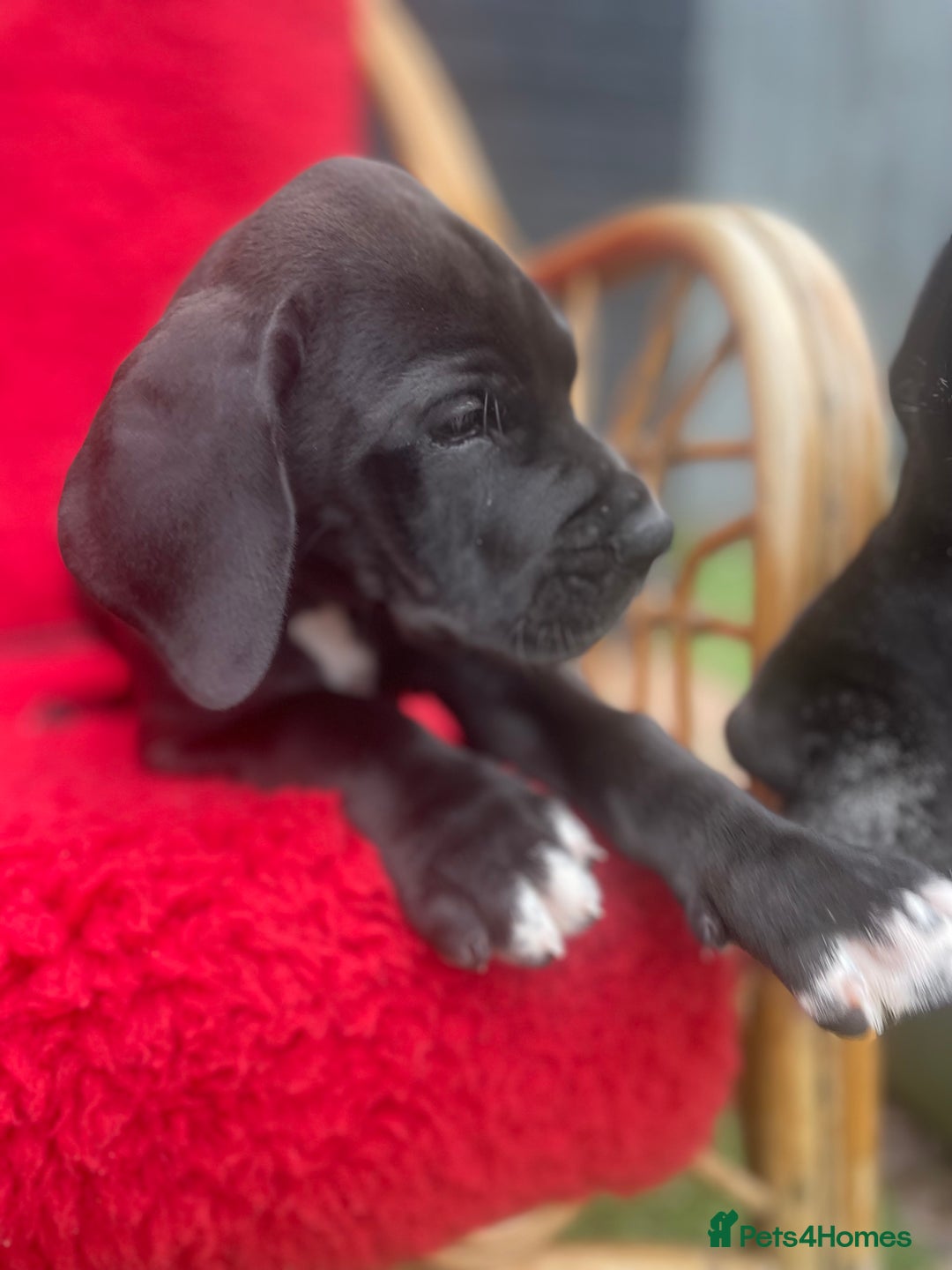 Great Dane dogs for sale: KC reg/pedigree Great Danes black - READY NOW - Image 3