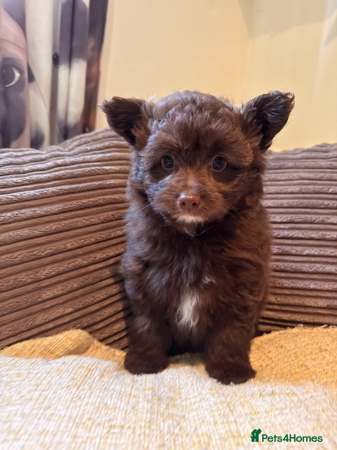 Pomapoo dogs for sale: Female chocolate pomapoo - Advert 1