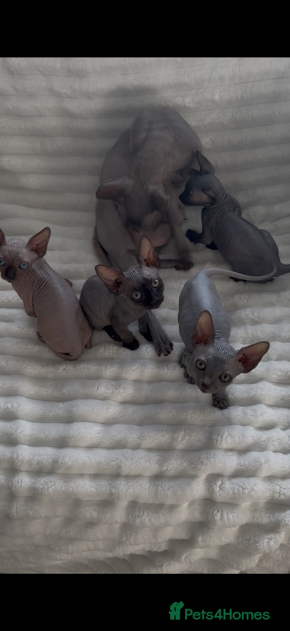 Sphynx cats Sphynx cannadian kittens ready now  - Advert 1
