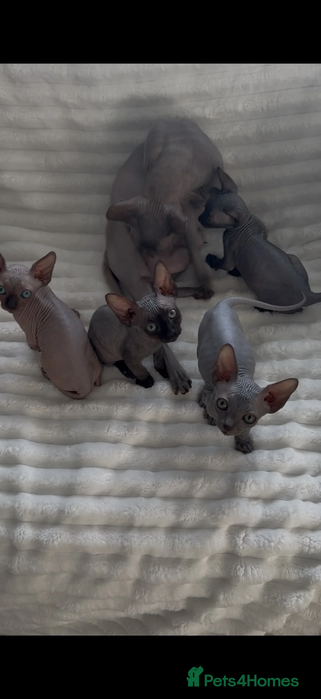 Sphynx cats for sale: Sphynx cannadian kittens ready now  - Advert 1
