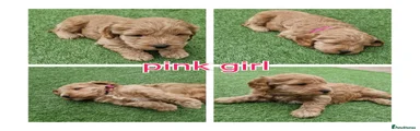 Pink girl