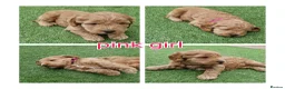 Cockapoo dogs for sale: F1 cockapoo puppies  - Advert 5