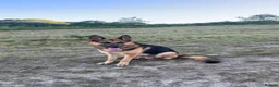 German Shepherd dogs for sale: German shepherd make for sale in Rotherham - Advert 2
