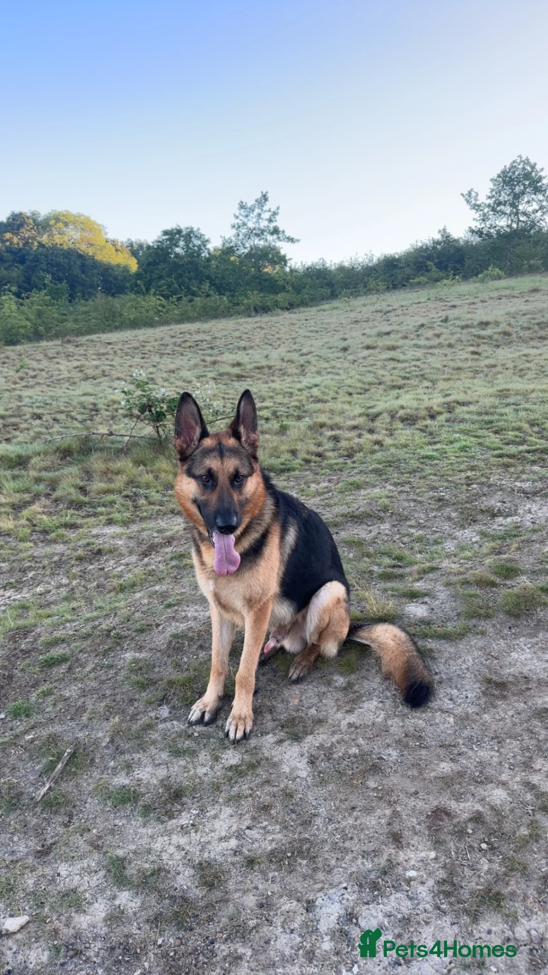 German Shepherd dogs for sale: German shepherd make for sale in Rotherham - Advert 2