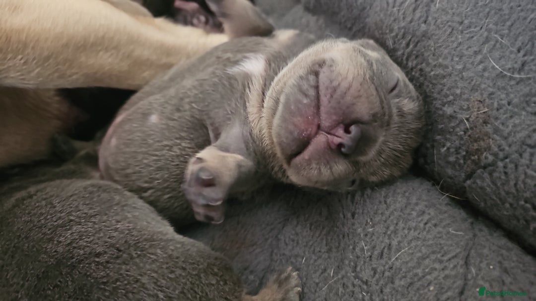 French Bulldog dogs for sale: Exquisite Pedigree French Bull Dog Puppies  - Image 6