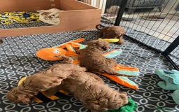 Cockapoo dogs for sale: Beautiful Red F1B Cockapoo puppies  - Image 18