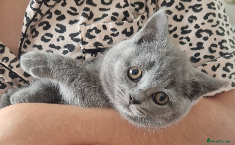 British Shorthair cats - Advert 11