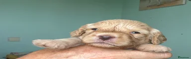 Cockapoo 1