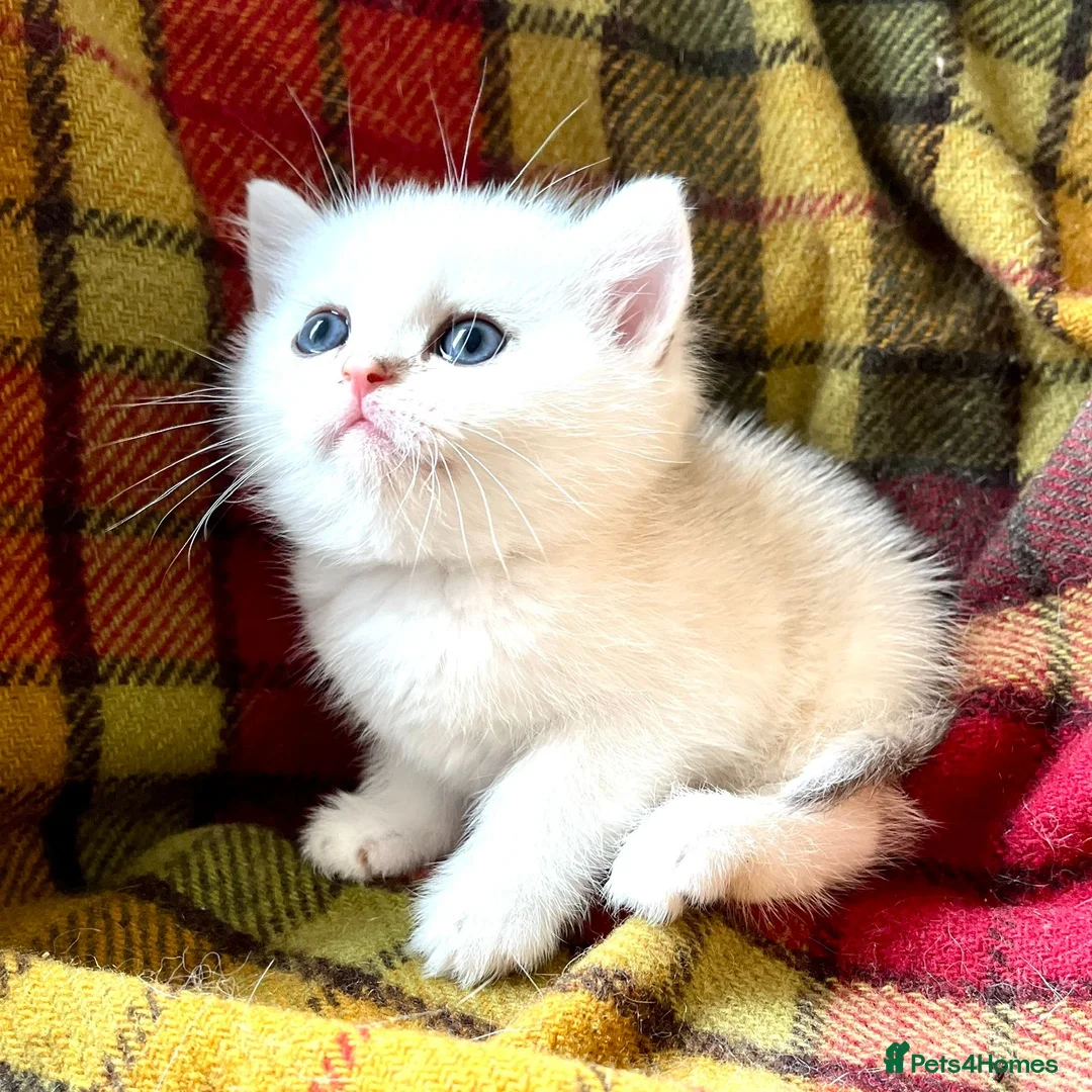 British Shorthair cats for sale: Rare Copper Silver British Shorthair Male - Advert 6