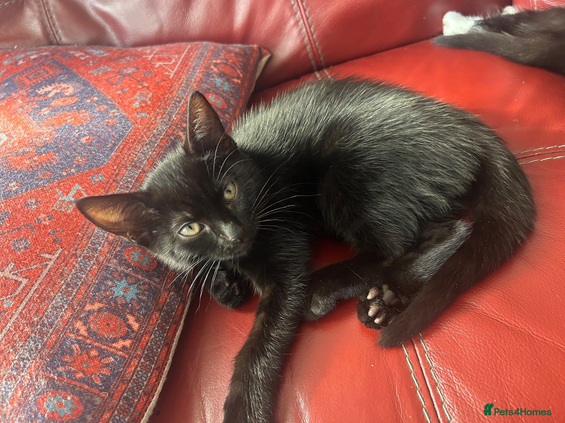 Mixed Breed cats Beautiful Bengal Cross Kittens – 2 Boys & 2 Girls - Advert 2