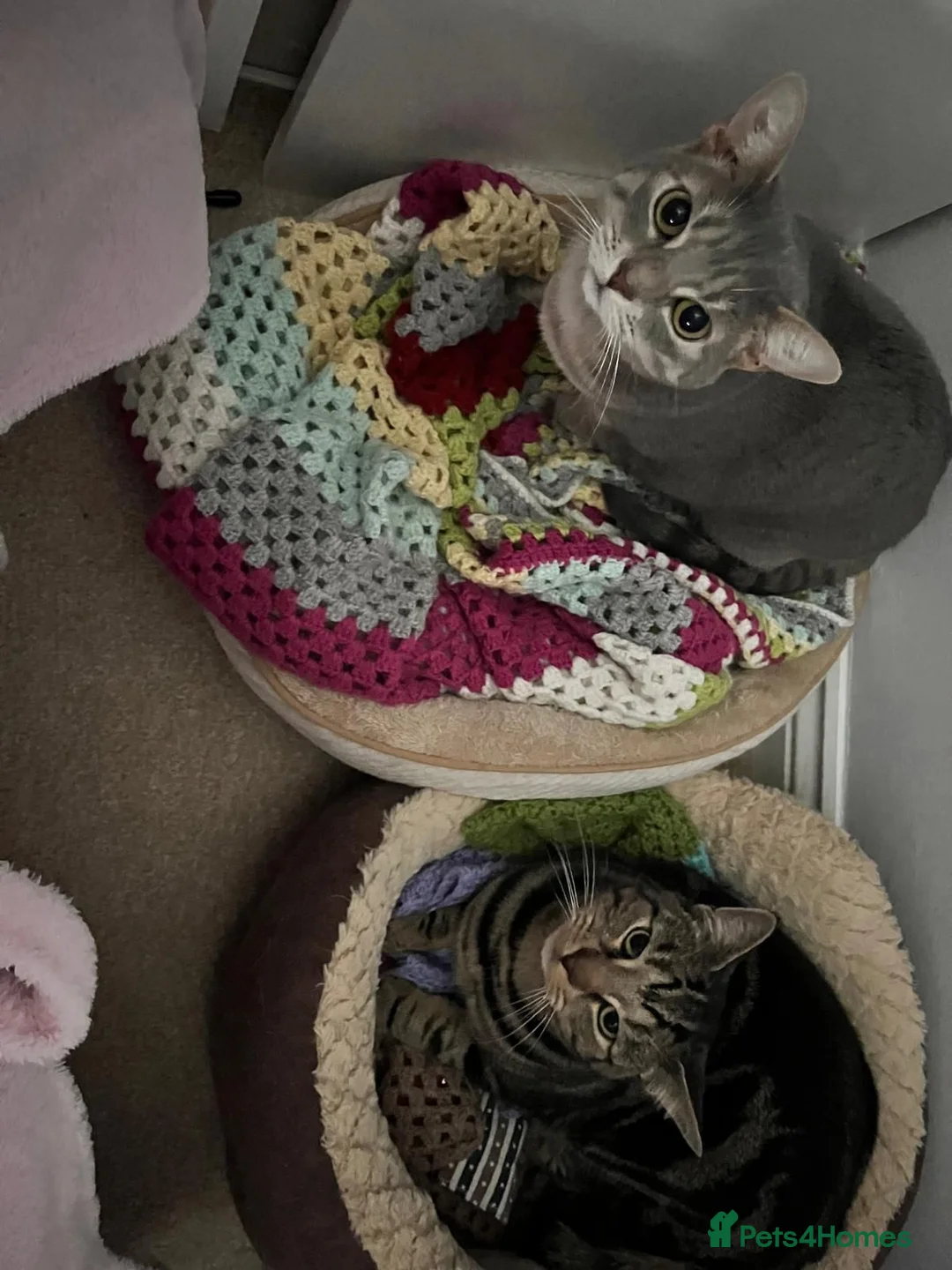 Domestic Shorthair cats for sale: 2 Domestic Shorthairs In Need of A Forever Home in Romford - Advert 4