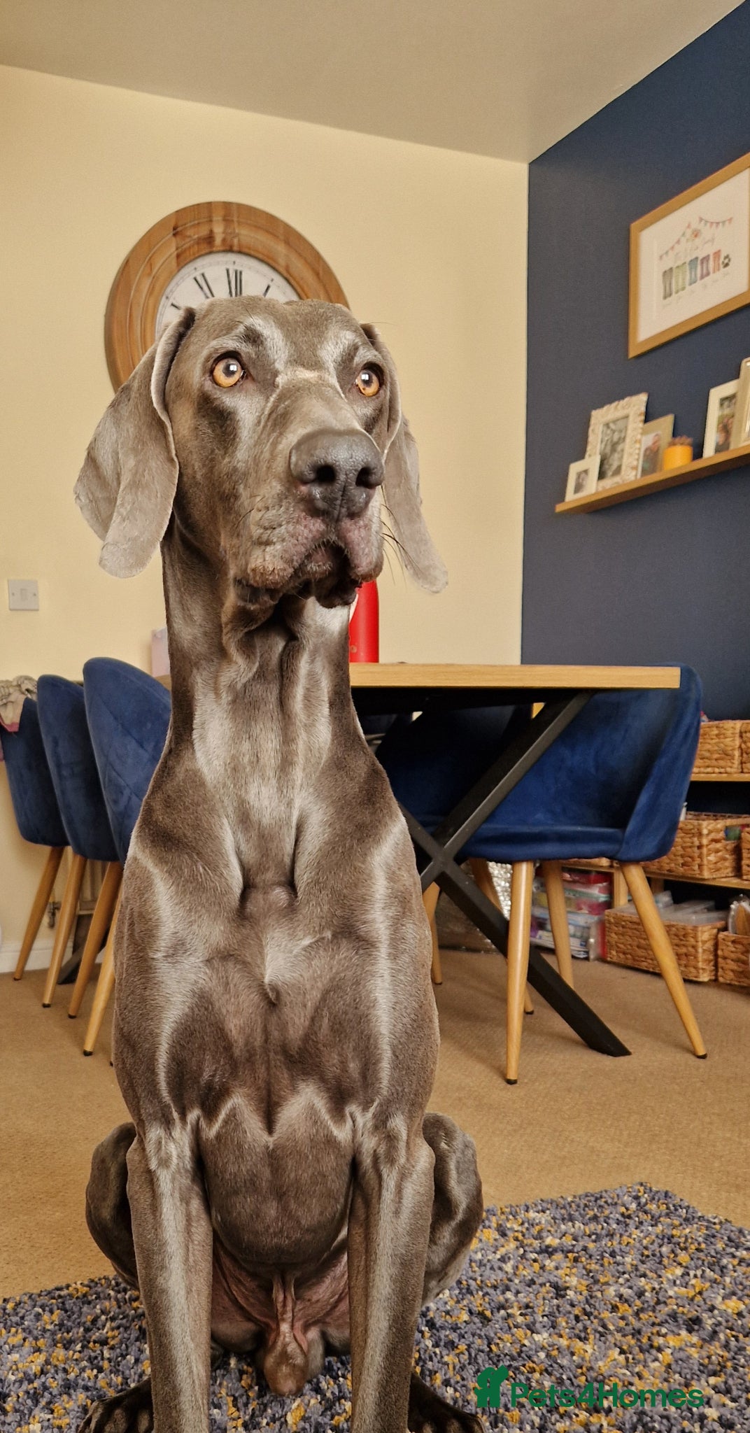 Weimaraner dogs 5 year old blue Weimaraner, KC registered 💙 - Advert 4