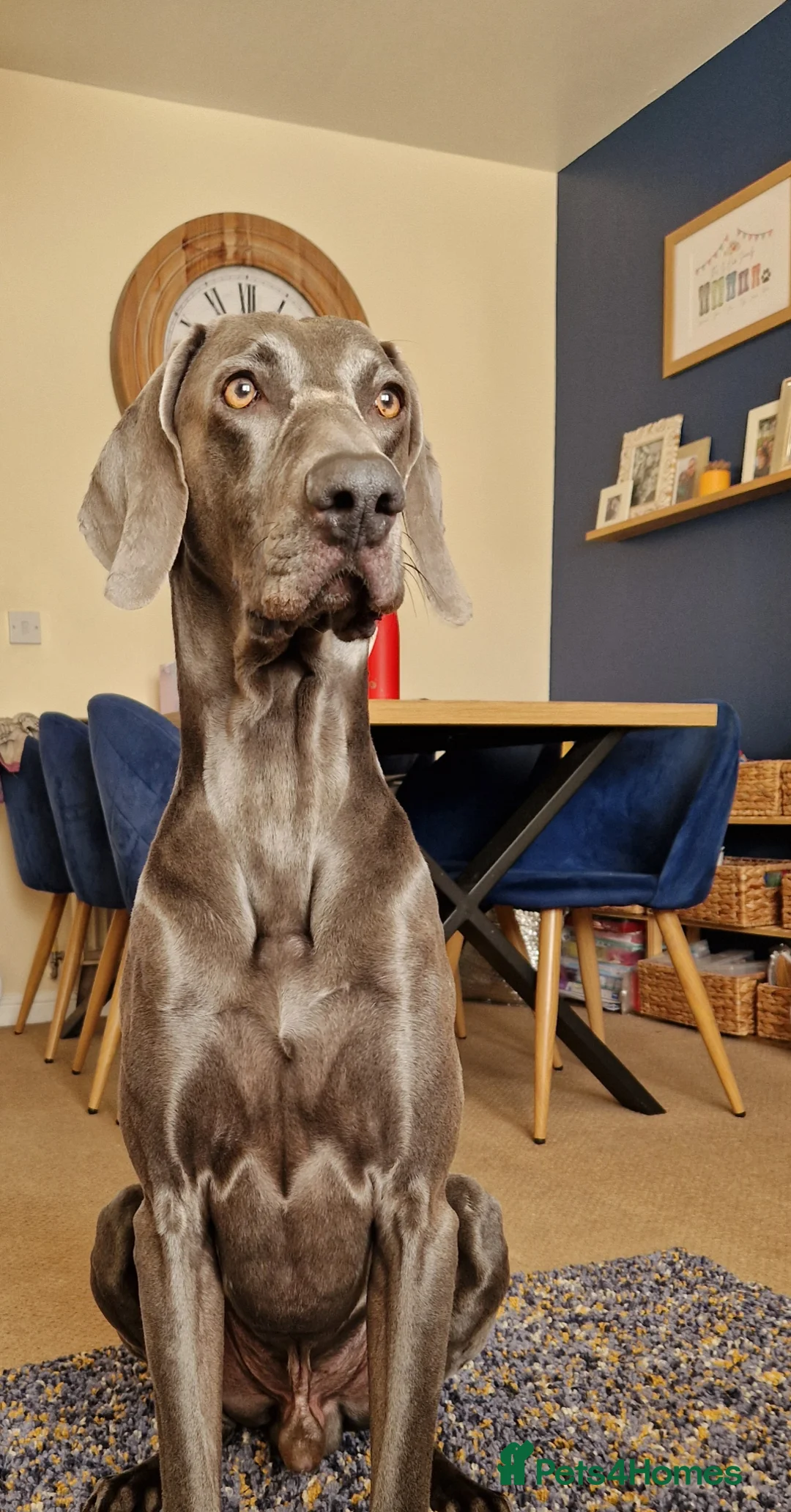 Weimaraner dogs for sale: 5 year old blue Weimaraner, KC registered 💙 - Advert 1