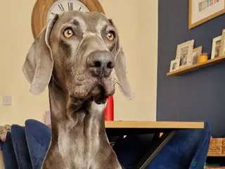 Weimaraner dogs 5 year old blue Weimaraner, KC registered 💙 - Advert 4