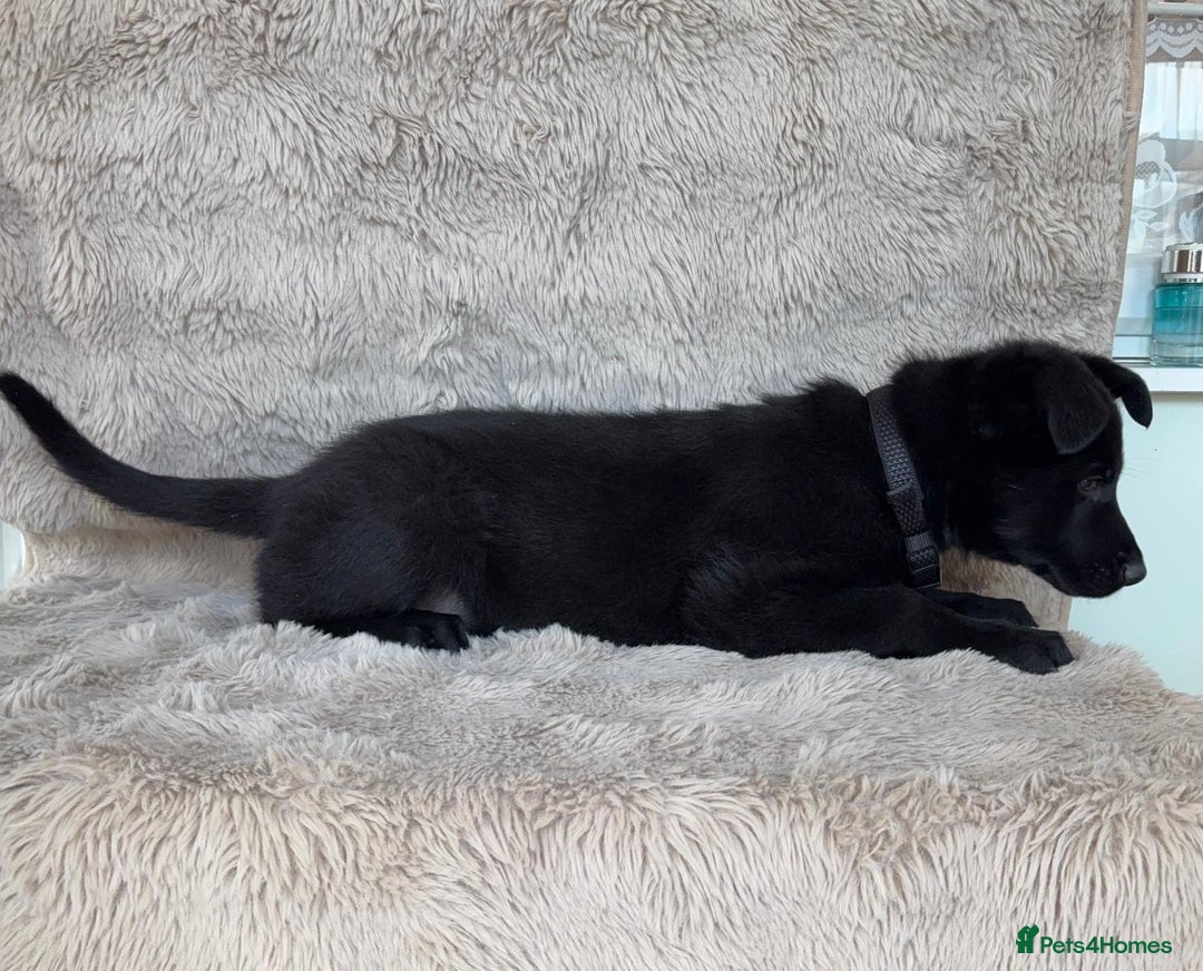 German Shepherd dogs for sale: KC Reg DDR GSD Puppy Rare Bloodline - Advert 4