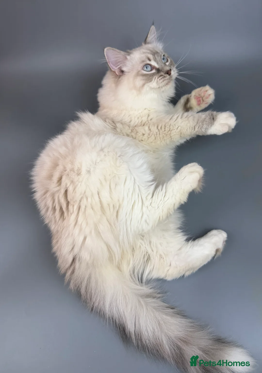 Ragdoll cats for sale: BONDED RAGDOLL BROTHERS - HEALTH TESTED PARENTS - Advert 23