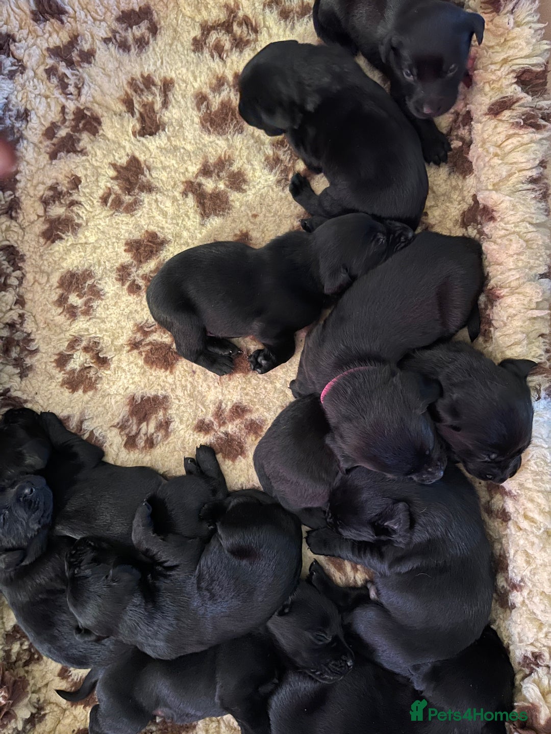 Labrador Retriever dogs for sale: REDUCED Beautiful black KC Labrador pups in Saltburn-by-the-Sea - Image 9