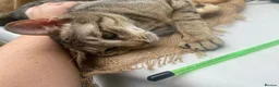 Savannah cats for sale: FULL PEDIGREE SAVANNAH girl KITTEN F5 SBT - Advert 7