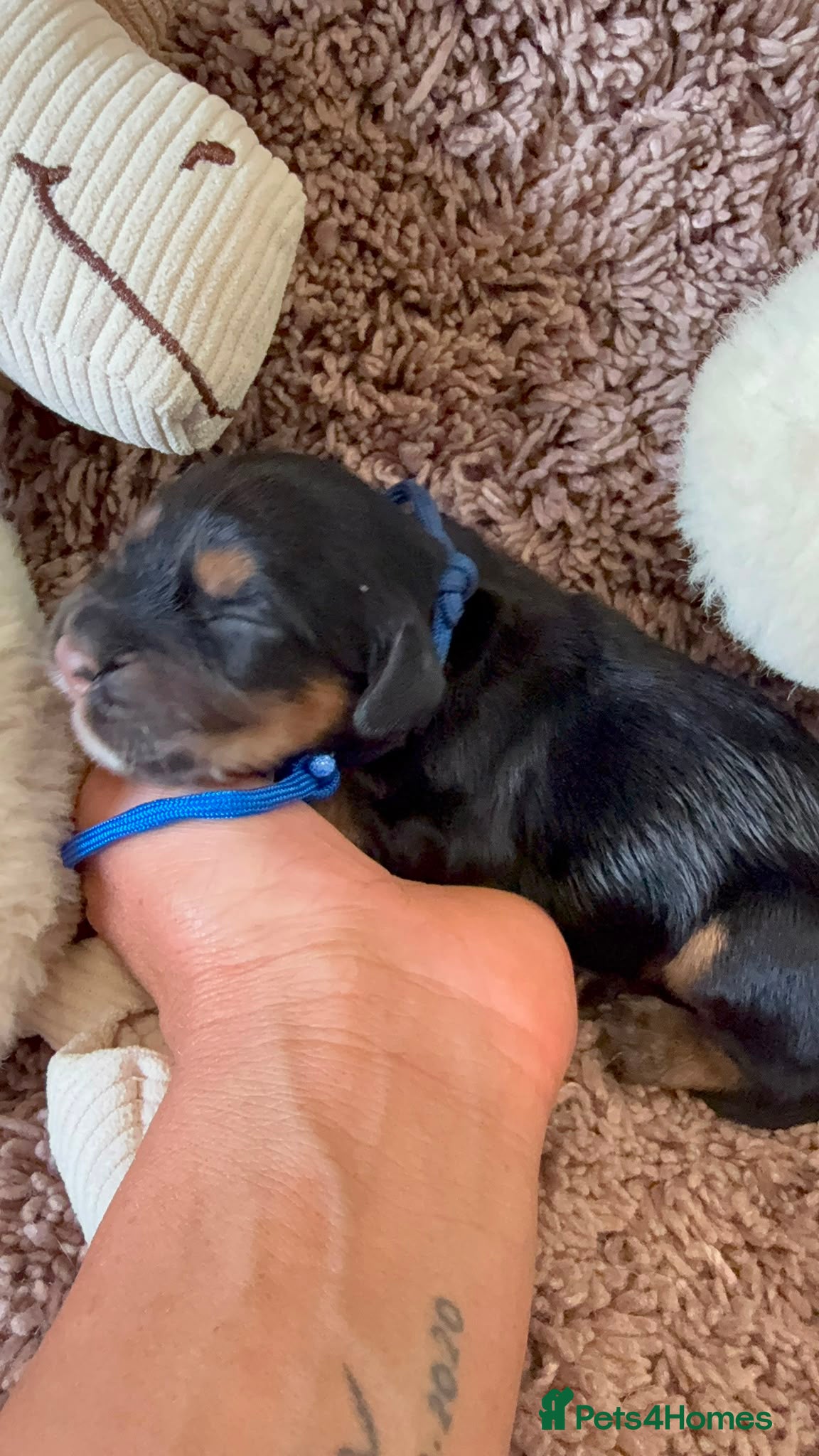Cocker Spaniel dogs Excellent pedigree Cocker Pups Farlavale / Rowston - Advert 1
