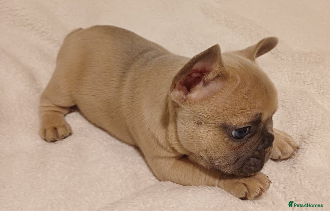 French Bulldog dogs for sale: Beautiful litter of amazing babies  - Advert 17