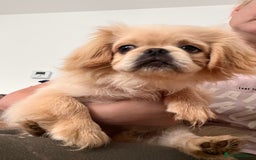 Pekingese dogs for sale: Lovely Pekingese Puppies  in Northampton - Image 17