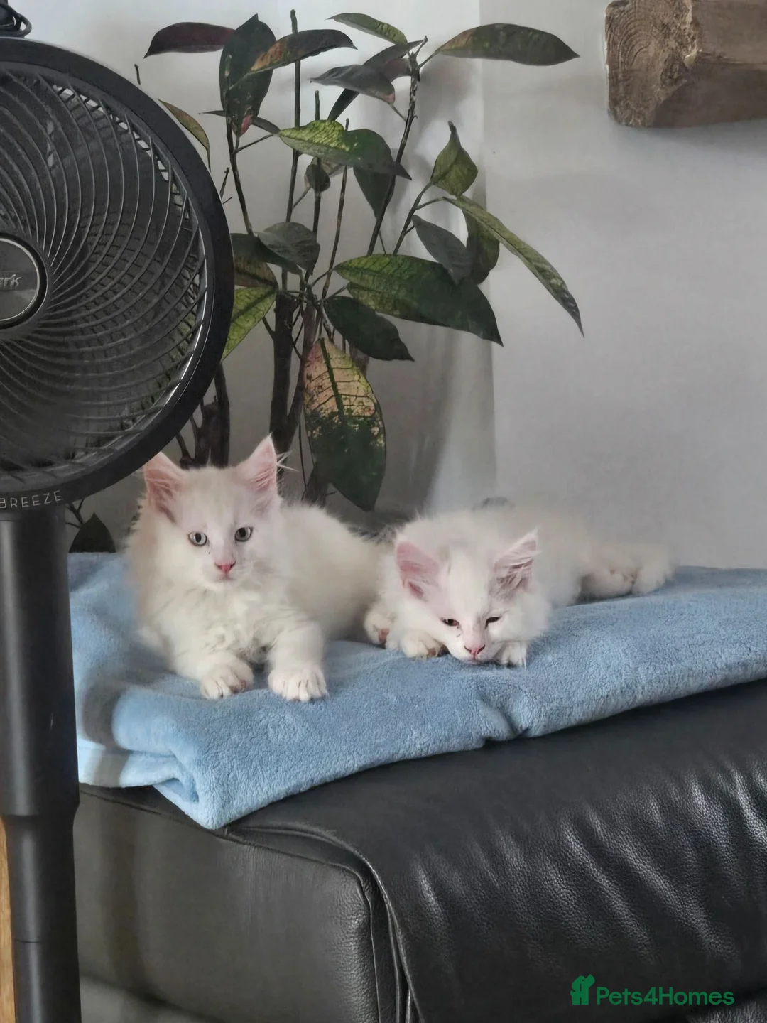 Maine Coon cats for sale: MAINE COON kitten - Advert 2